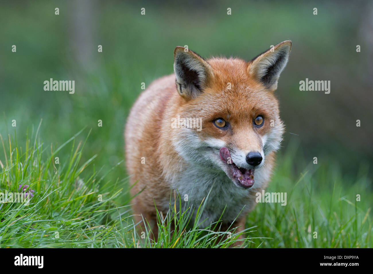 Le renard roux (Vulpes vulpes) Banque D'Images