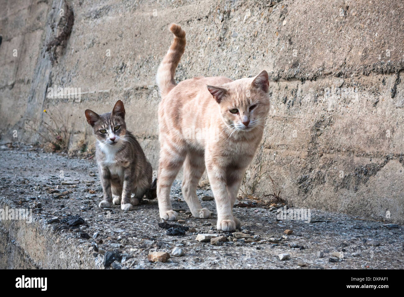 Chats de la rue Banque D'Images