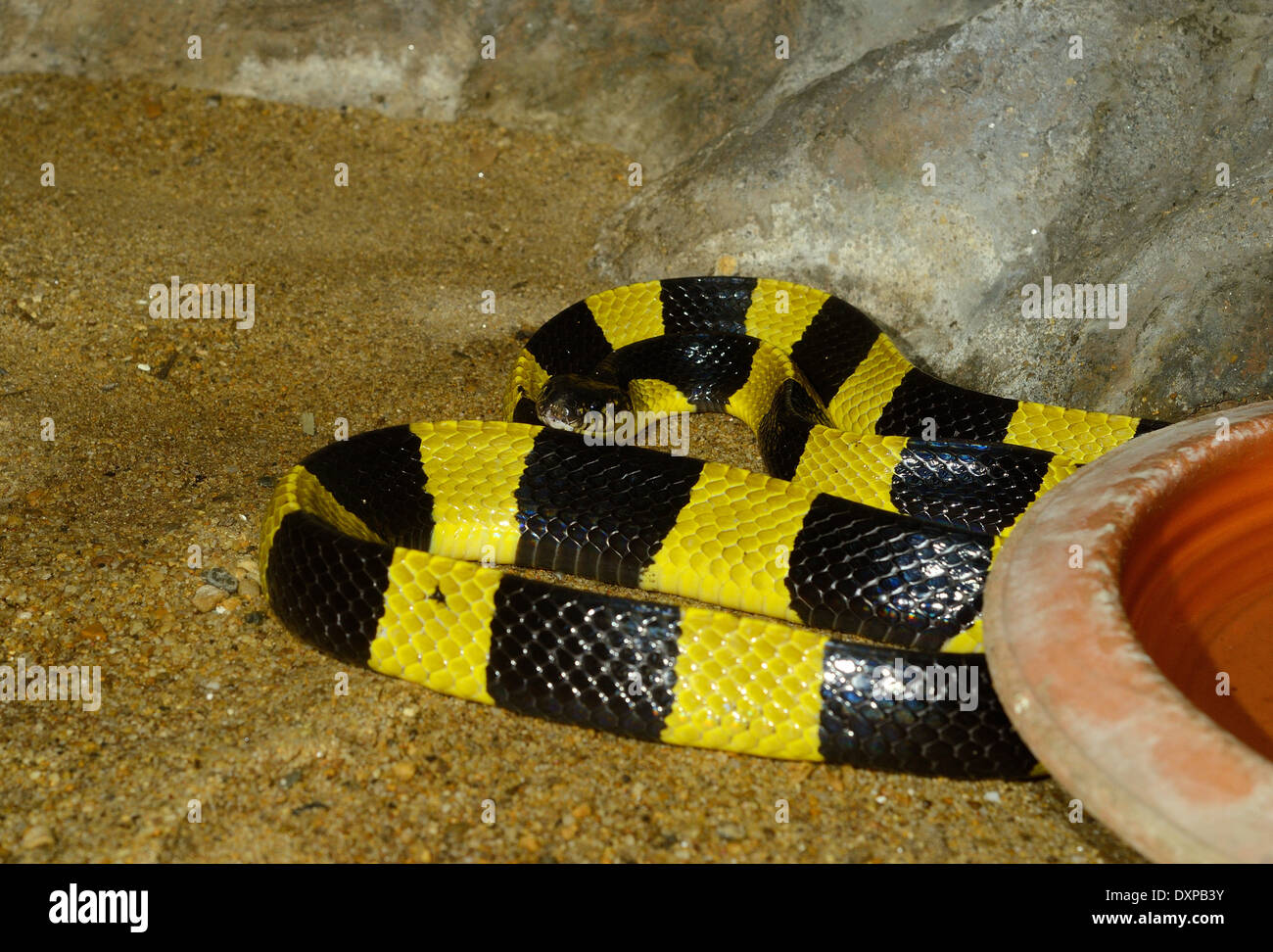 Belle bagué Krait (Bungarus fasciatus) en terrarium Banque D'Images