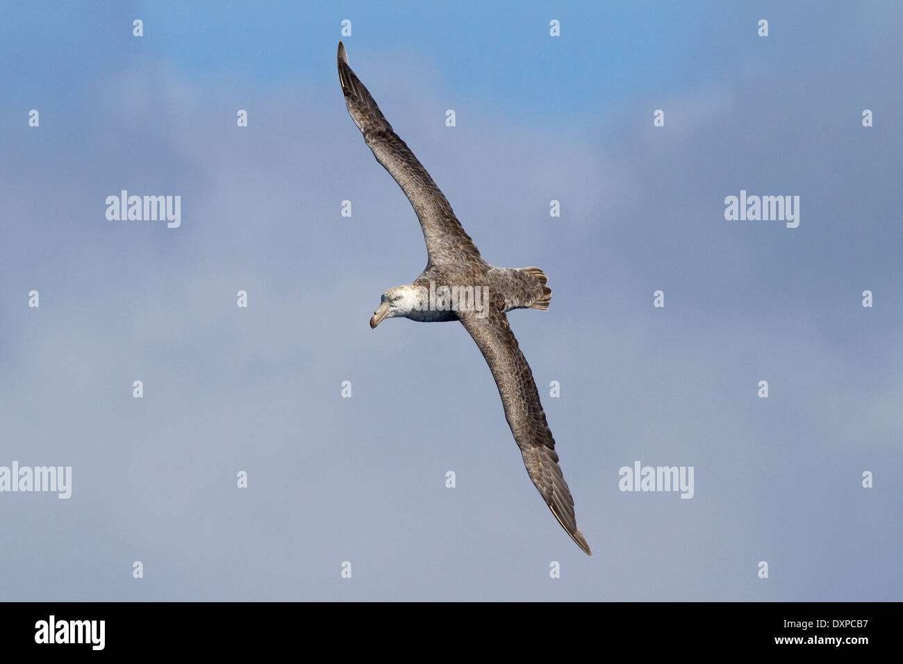 L'Antarctique comme albatros oiseau, le Pétrel, Macronectes halli, prises en traversant le passage de Drake. Banque D'Images
