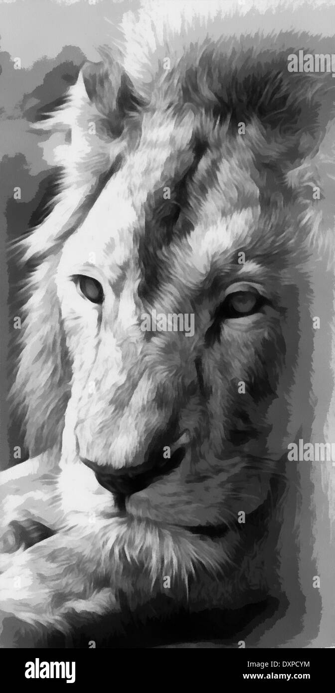 Les Lions, les illustrations des lions, lions d'Afrique, Lion et lionne, Panthera leo, espèces de mammifères carnivores, Banque D'Images