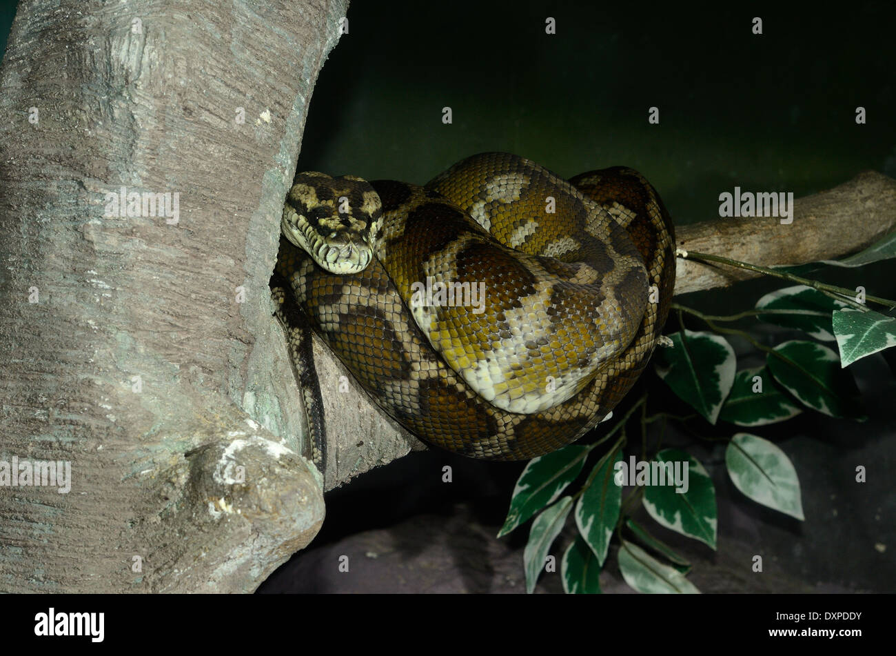 Beau Tapis Python (Morelia spilota) dormant dans terrarium Banque D'Images