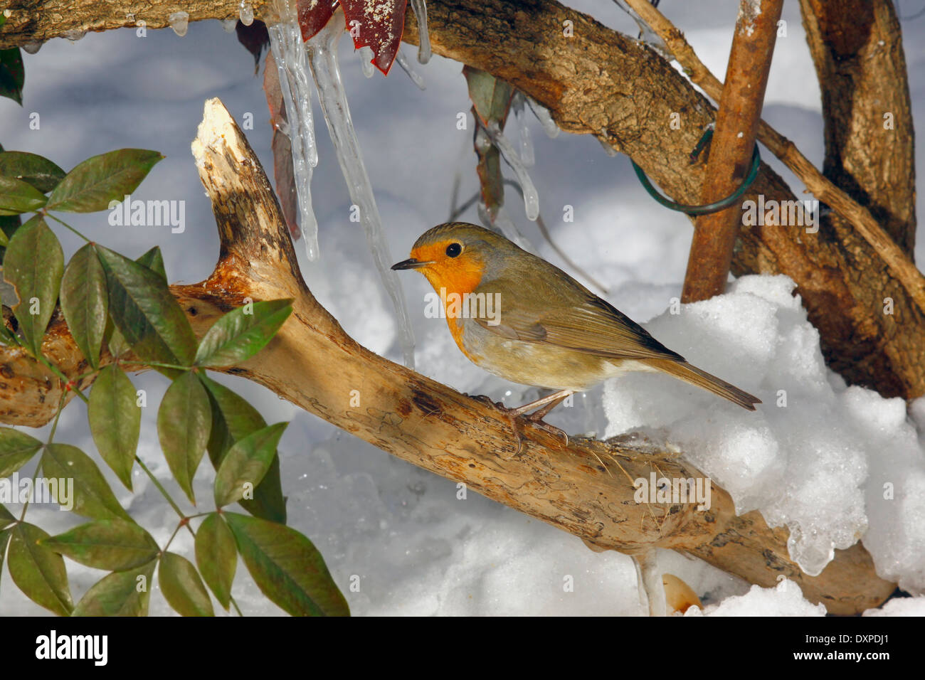 Robin (Erithacus rubecula aux abords) en hiver Banque D'Images