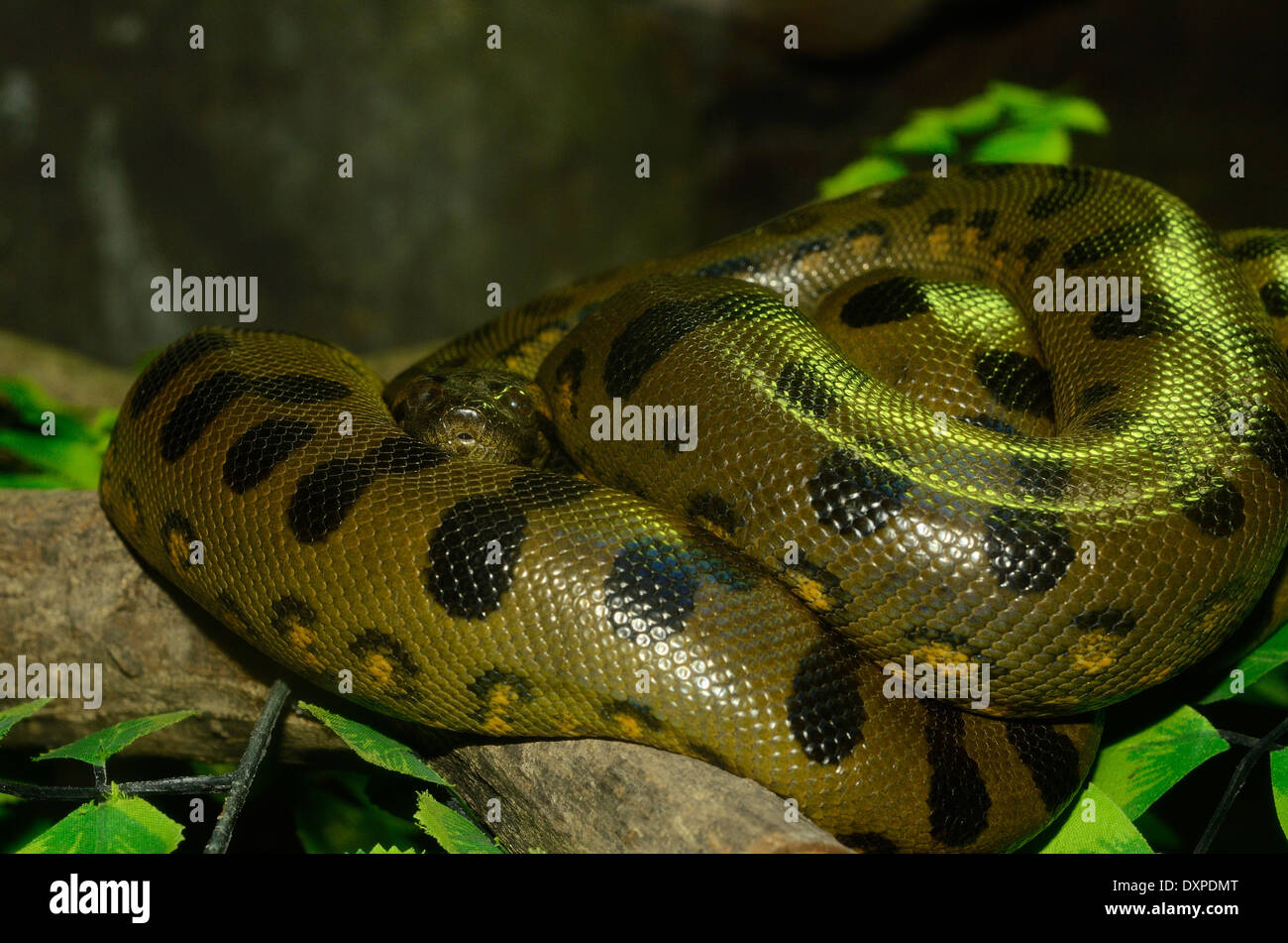 Beau vert anaconda (Eunectes murinus) dormant dans terrarium Banque D'Images