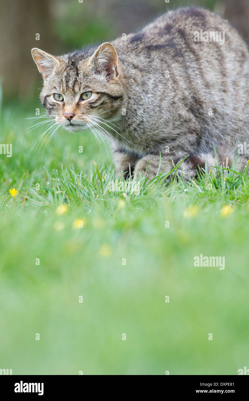 Scottish Wildcat (Felis silvestris grampia) Banque D'Images