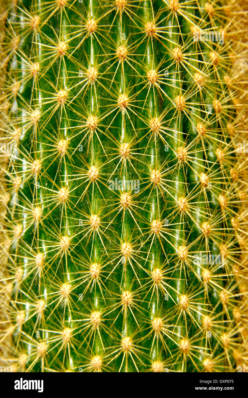 Disposition géométrique d'épines en tuyau d'orgue (Stenocereus thurberi Cactus) Banque D'Images