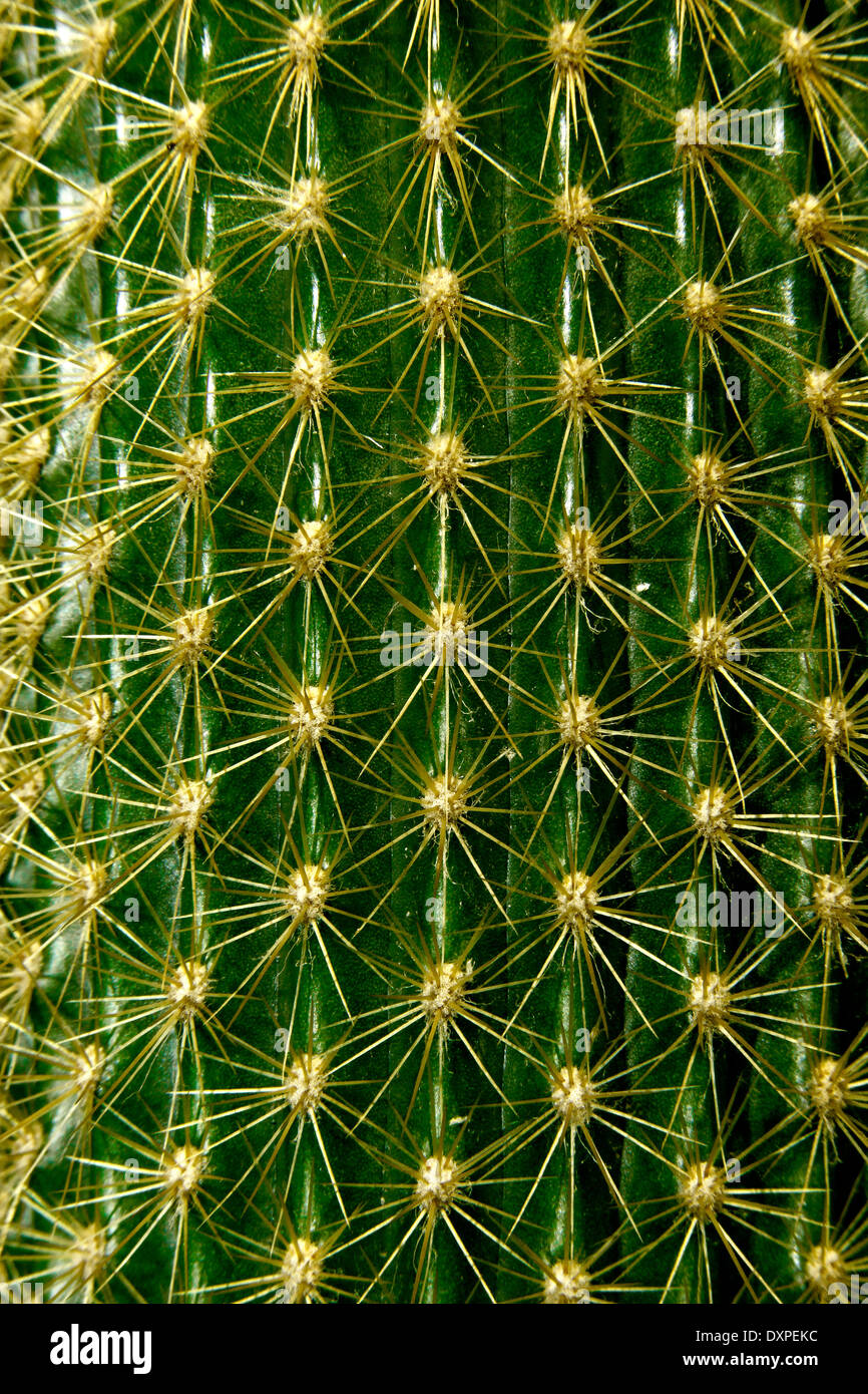 Disposition géométrique d'épines en tuyau d'orgue (Stenocereus thurberi Cactus) Banque D'Images