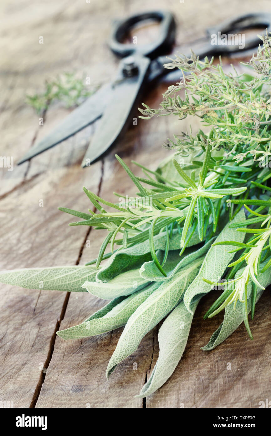Plantes d'herbes fraîches. Les herbes et épices Banque D'Images