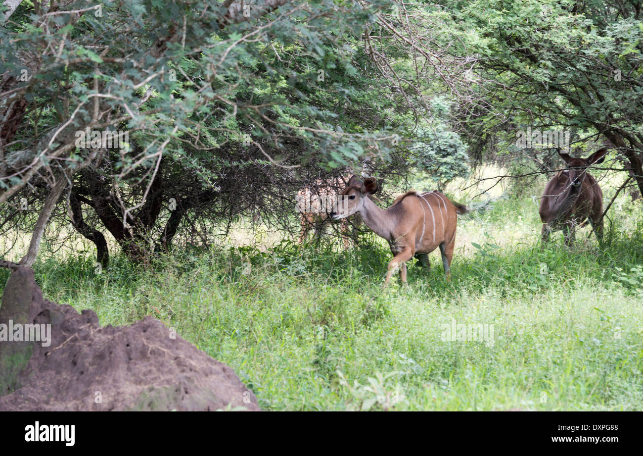 En Afrique du sud de Nyala dans safari nature park Banque D'Images