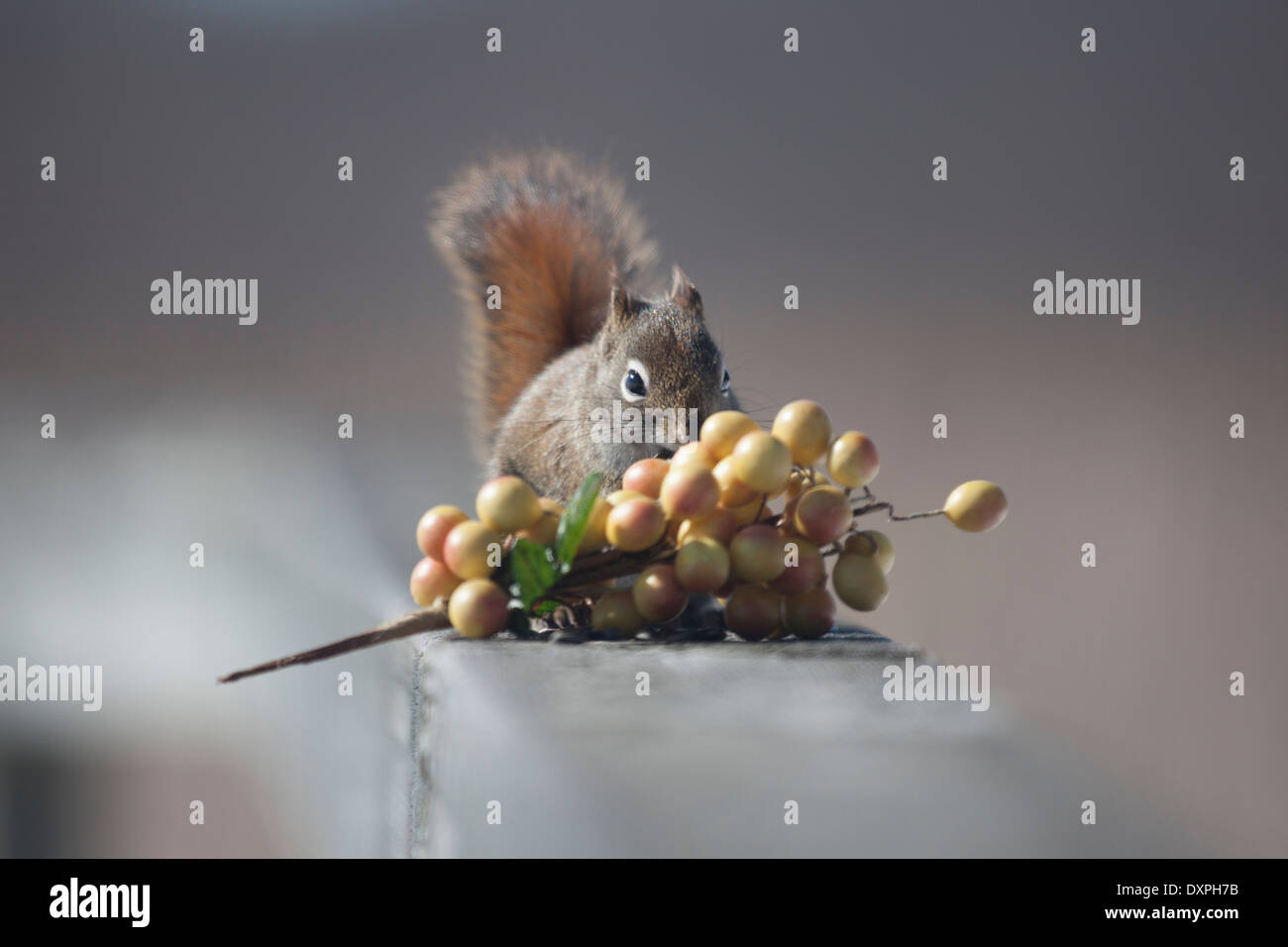 Écureuil rouge derrière un tas de petits fruits jaune Banque D'Images