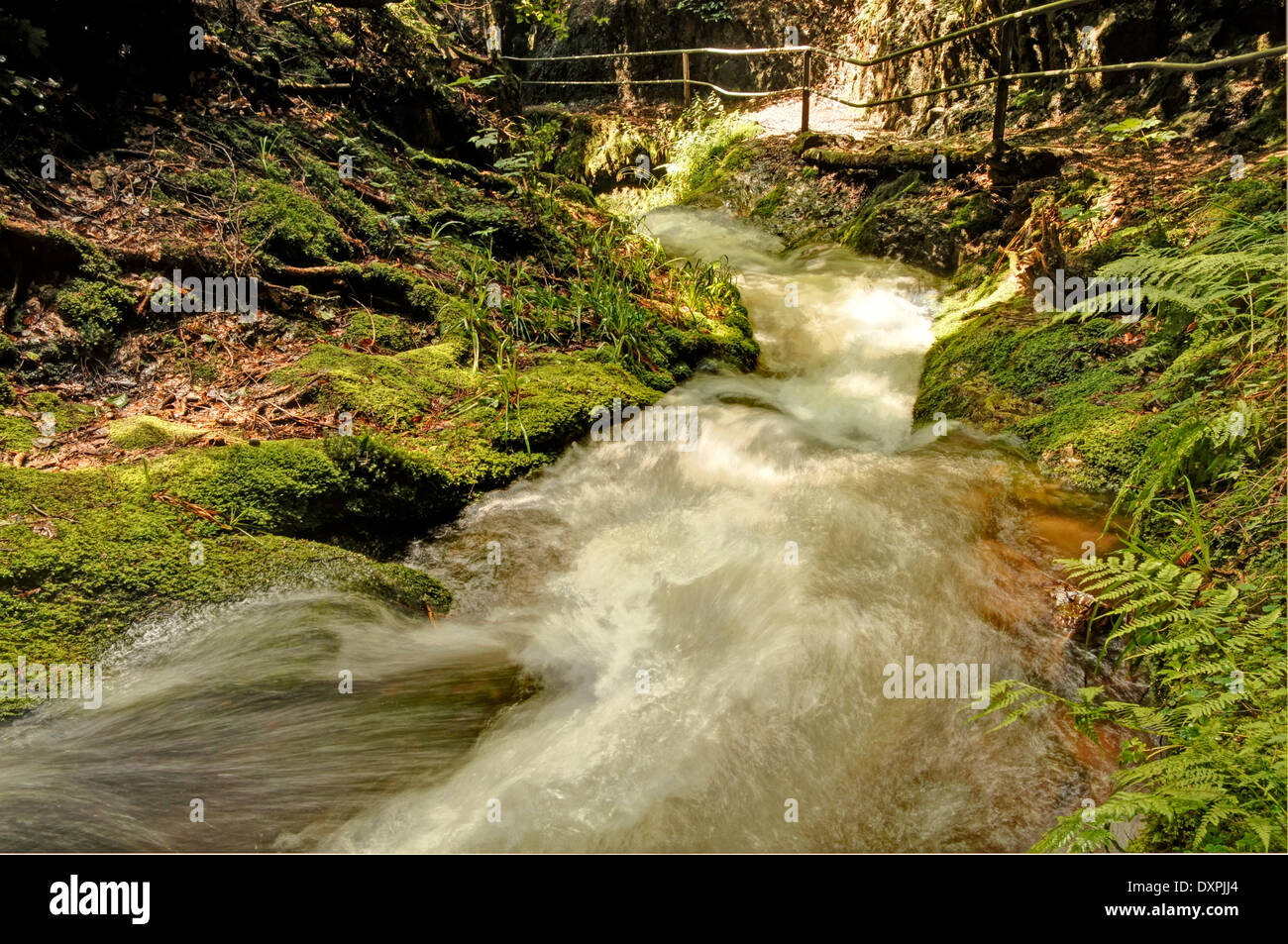 Mountain-river brook en Forêt Noire, Allemagne Banque D'Images