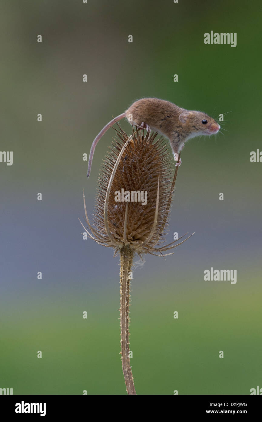 Souris d'Eurasie (Micromys minutus) Banque D'Images