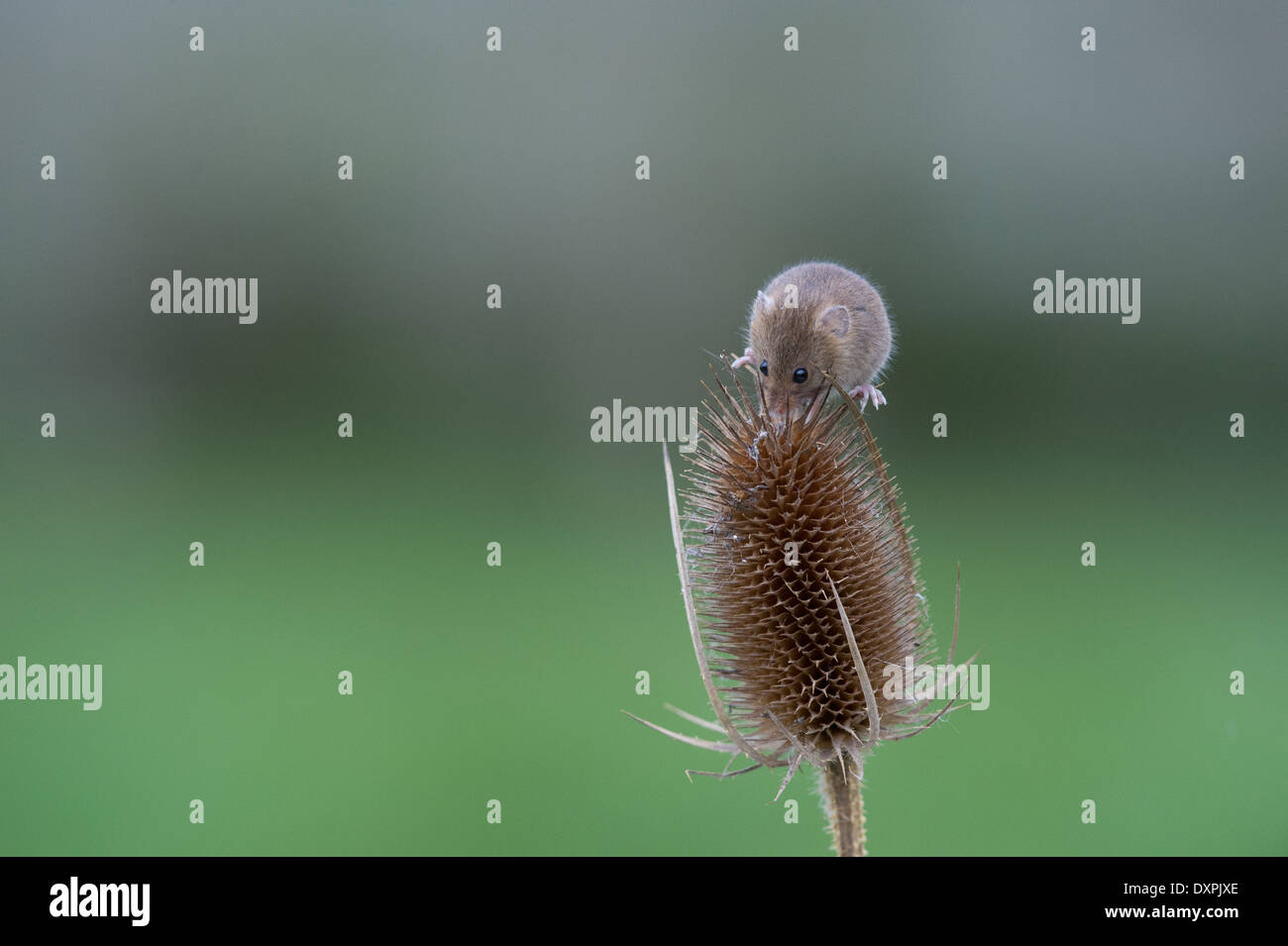 Souris d'Eurasie (Micromys minutus) Banque D'Images