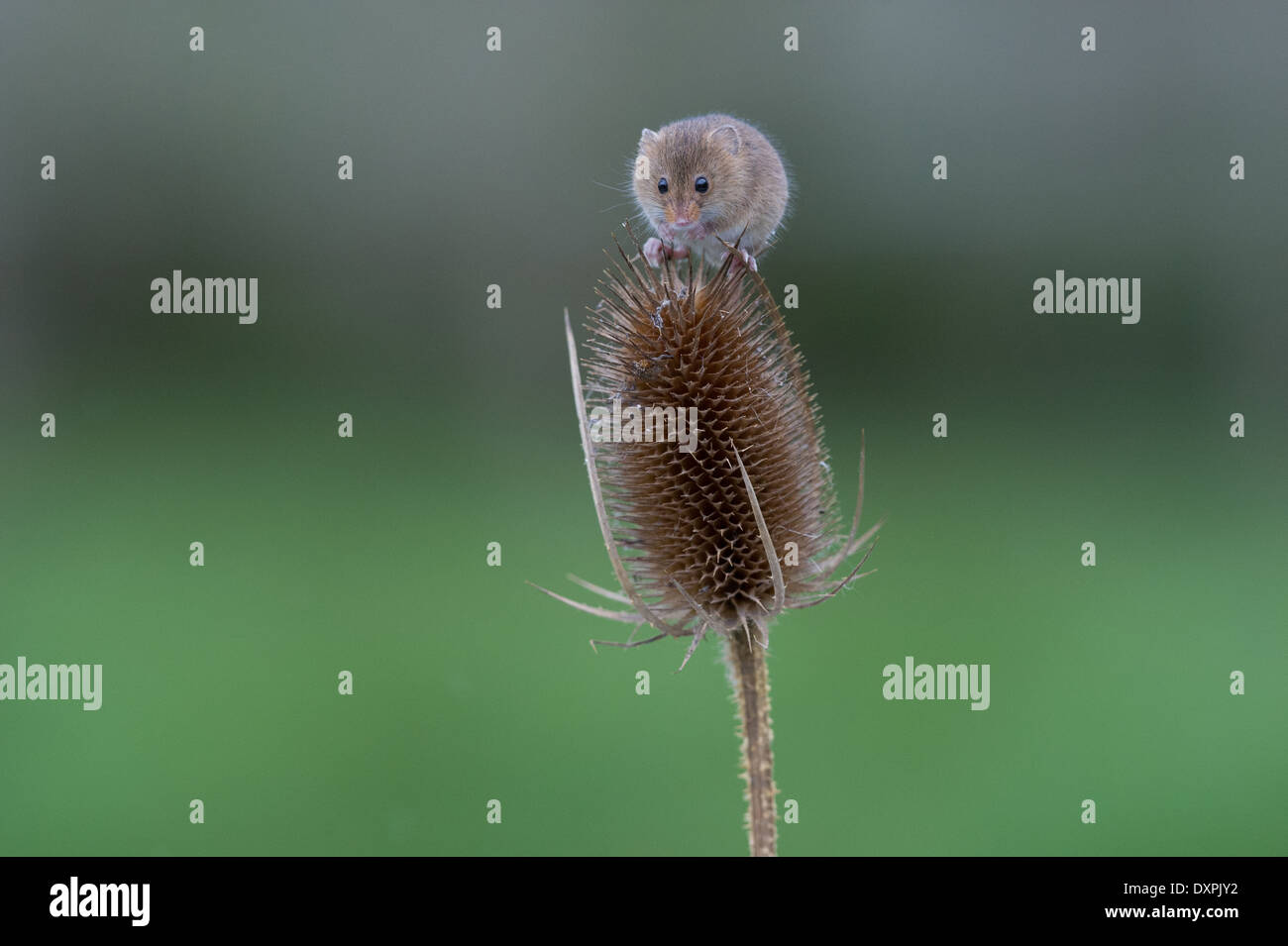 Souris d'Eurasie (Micromys minutus) Banque D'Images