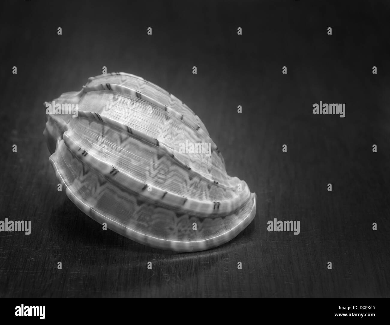 Coquillage Banque D'Images
