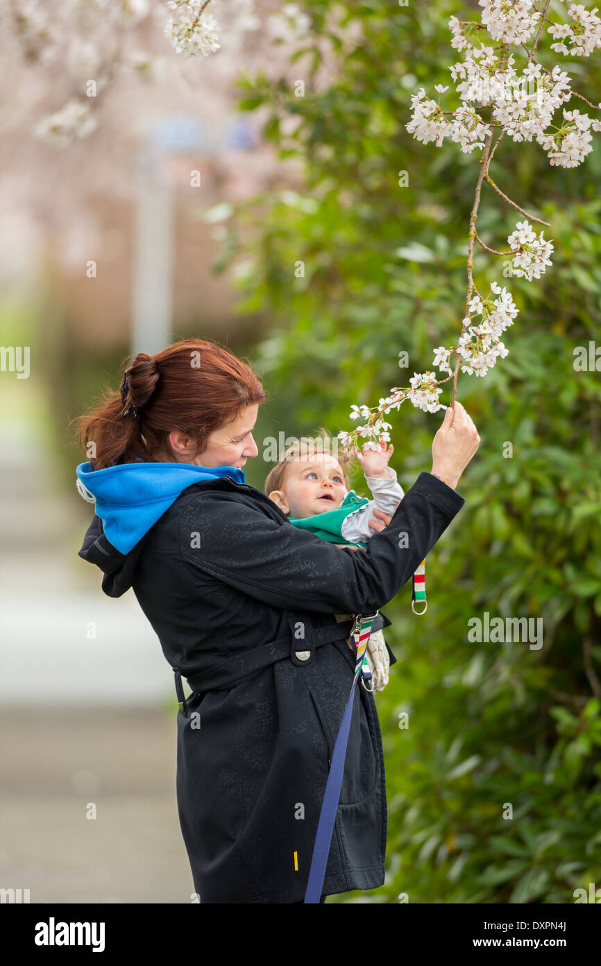 Jeune mère montrant les fleurs de cerisier en pleine floraison printanière à son enfant nouveau-né-Victoria, Colombie-Britannique, Canada. Banque D'Images