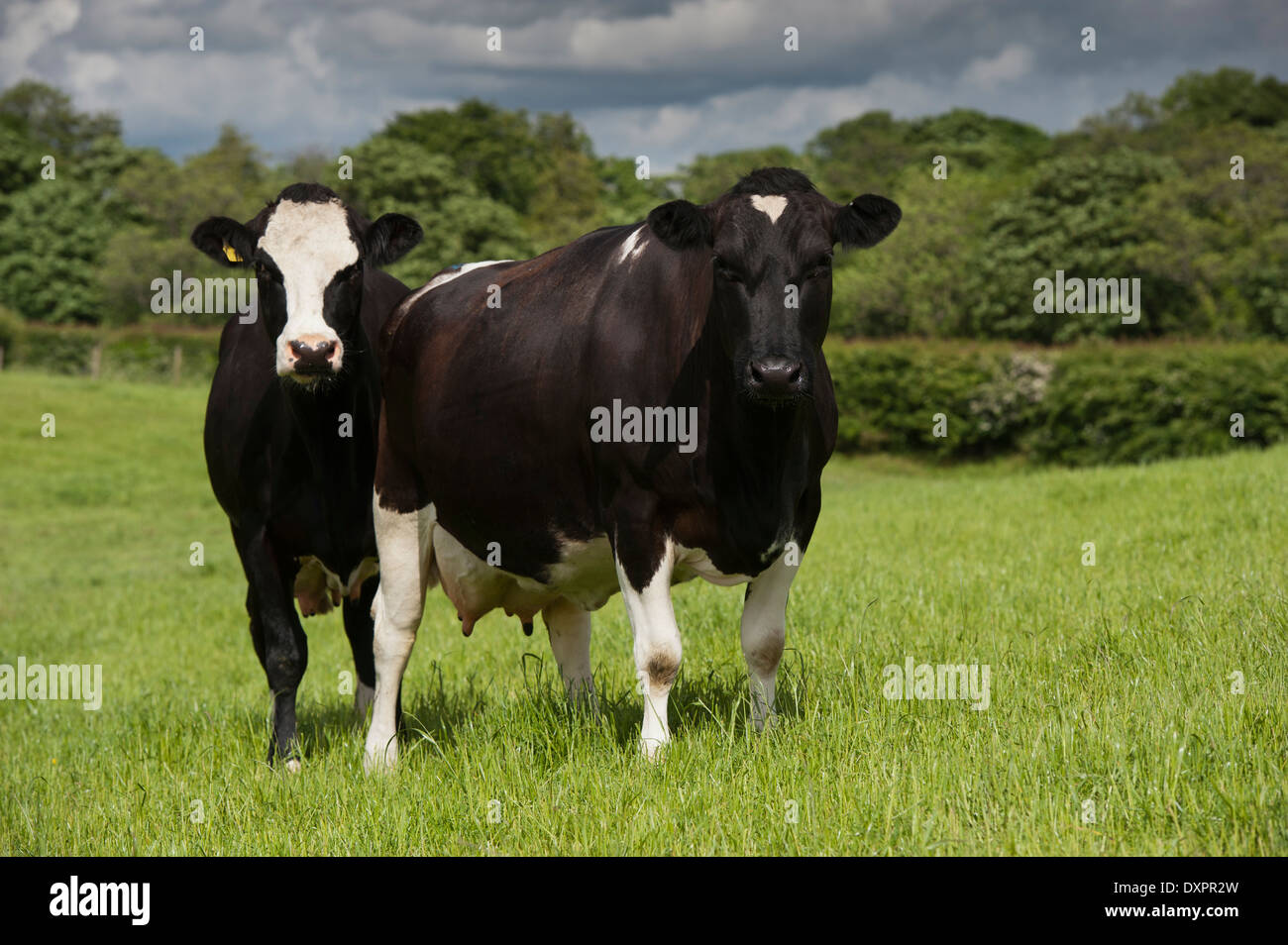 Croisés Frisons et les vaches laitières vaches montbéliardes exclusivement dans les pâturages, Cumbria, Royaume-Uni. Banque D'Images