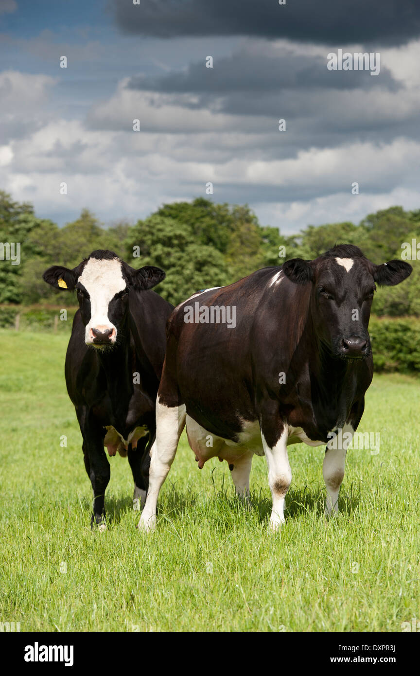 Croisés Frisons et les vaches laitières vaches montbéliardes exclusivement dans les pâturages, Cumbria, Royaume-Uni. Banque D'Images