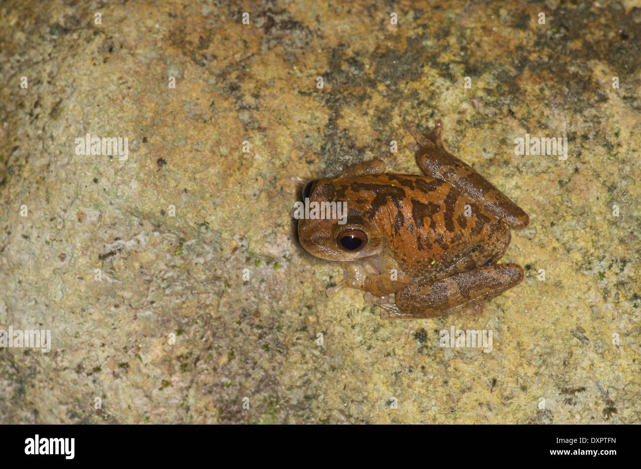 Un Pugnosed (Treefrog Smilisca sila) perché sur un rocher humide creekside à El Valle de Antón, Coclé, Panama. Banque D'Images