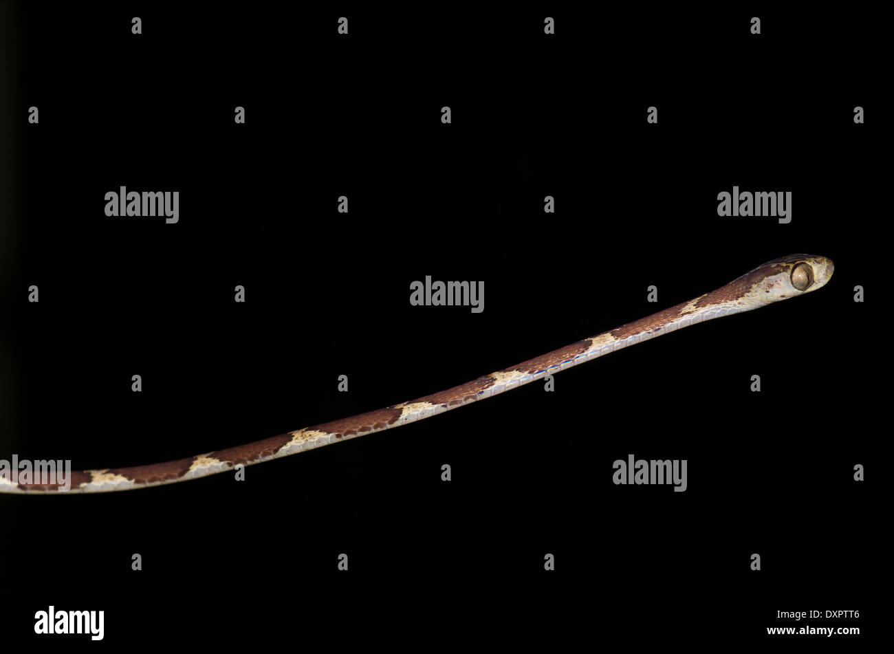 Un serpent à tête émoussé (Imantodes cenchoa) dans le bassin de l'Amazone au Pérou. Banque D'Images