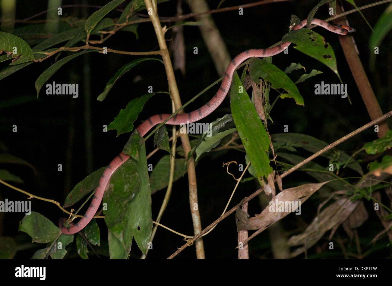 Un serpent de vigne rouge (Siphlophis compressus) allongé dans le feuillage de la forêt tropicale dans la nuit dans le bassin de l'Amazone au Pérou. Banque D'Images