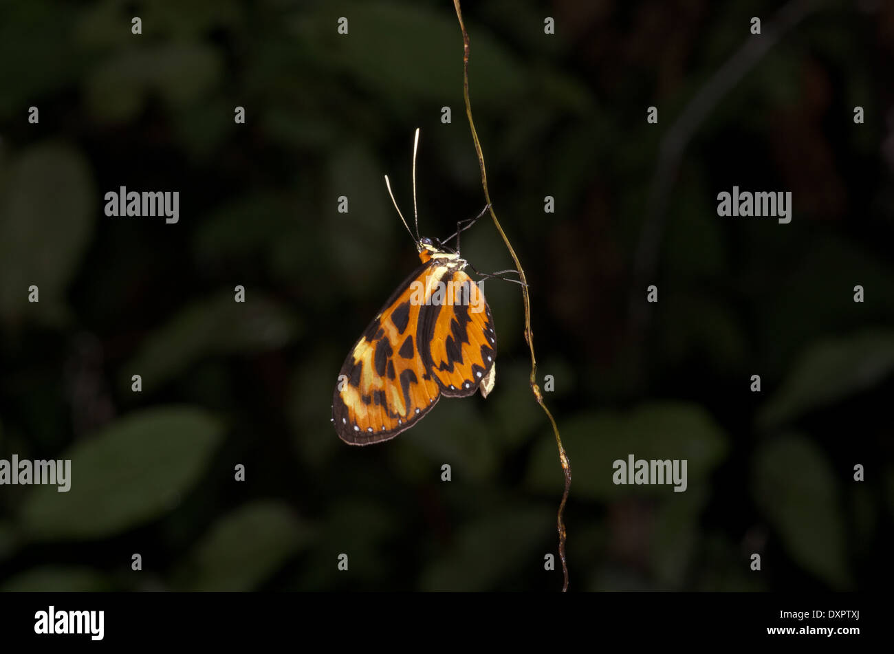 Papillon amazon Banque de photographies et d'images à haute résolution -  Alamy