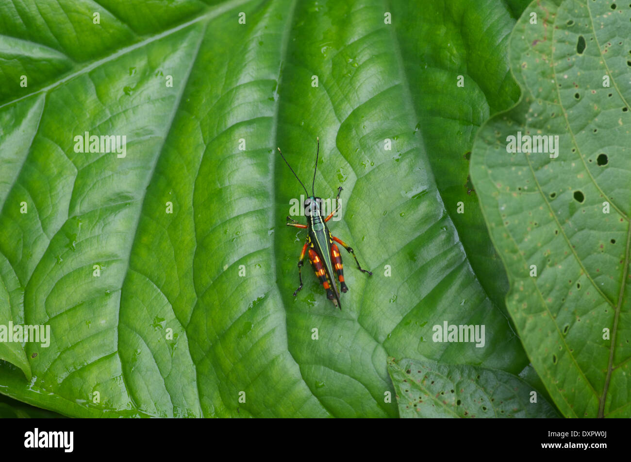 Un short-horned sauterelle (Acrididae) sur une grande feuille verte dans le bassin de l'Amazone au Pérou. Banque D'Images
