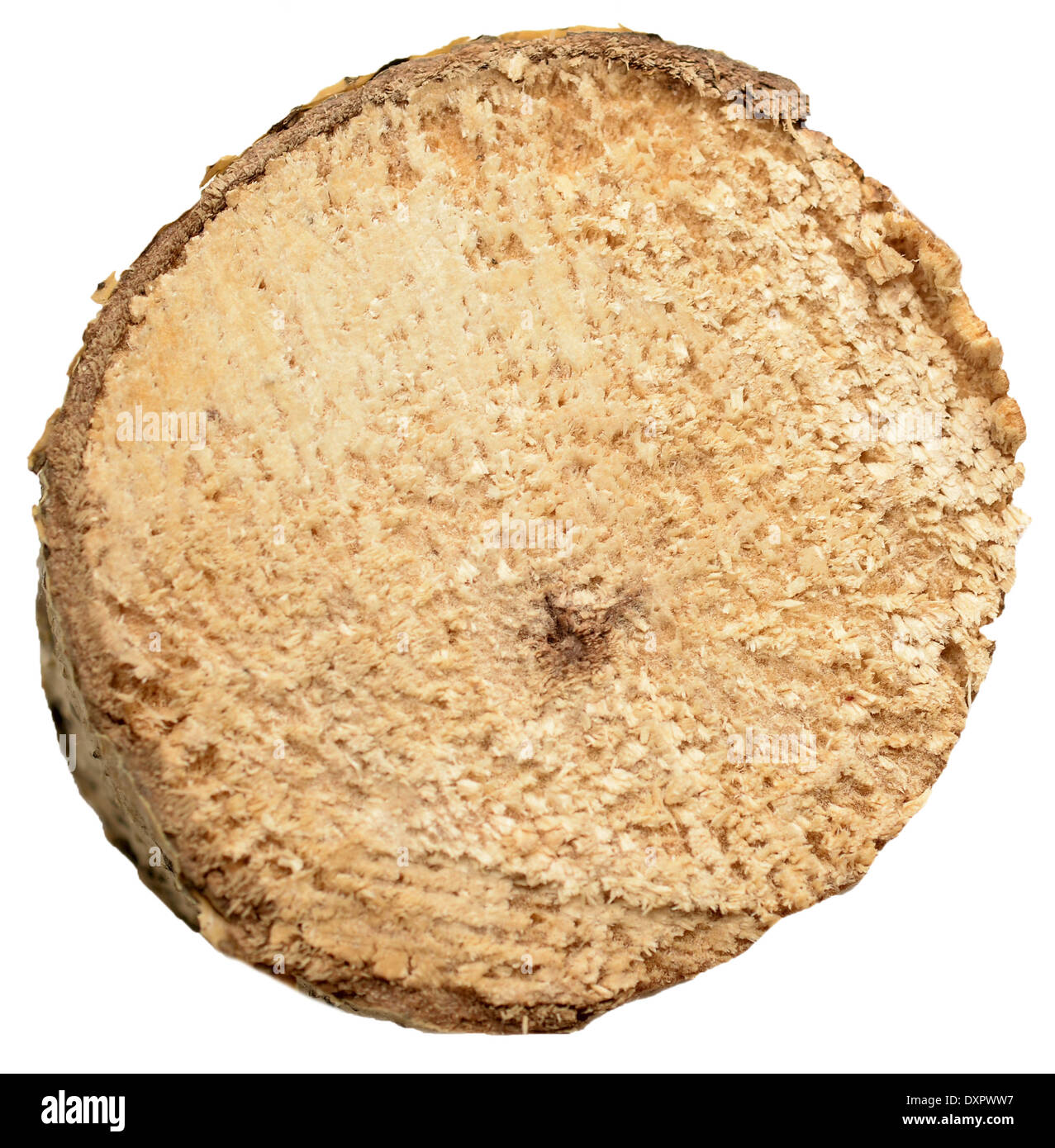 Section transversale de souche d'arbre isolé sur blanc Banque D'Images