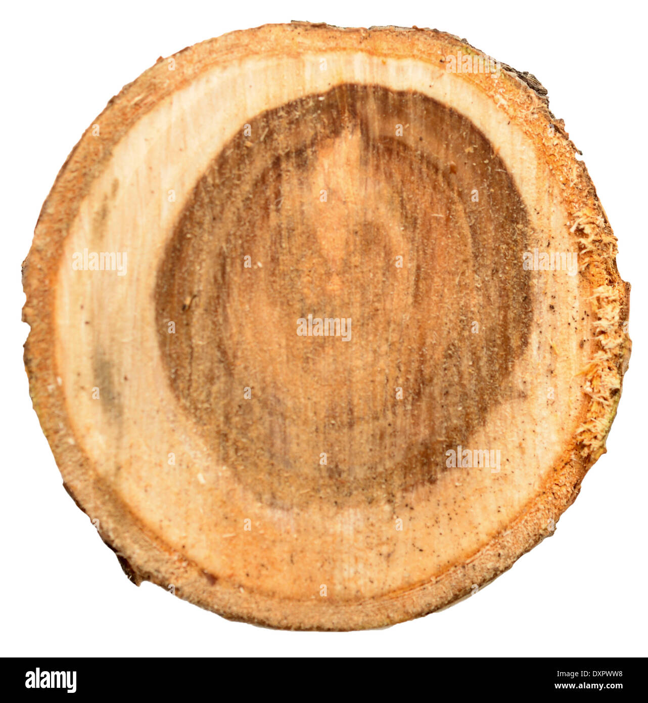 Section transversale de souche d'arbre isolé sur blanc Banque D'Images