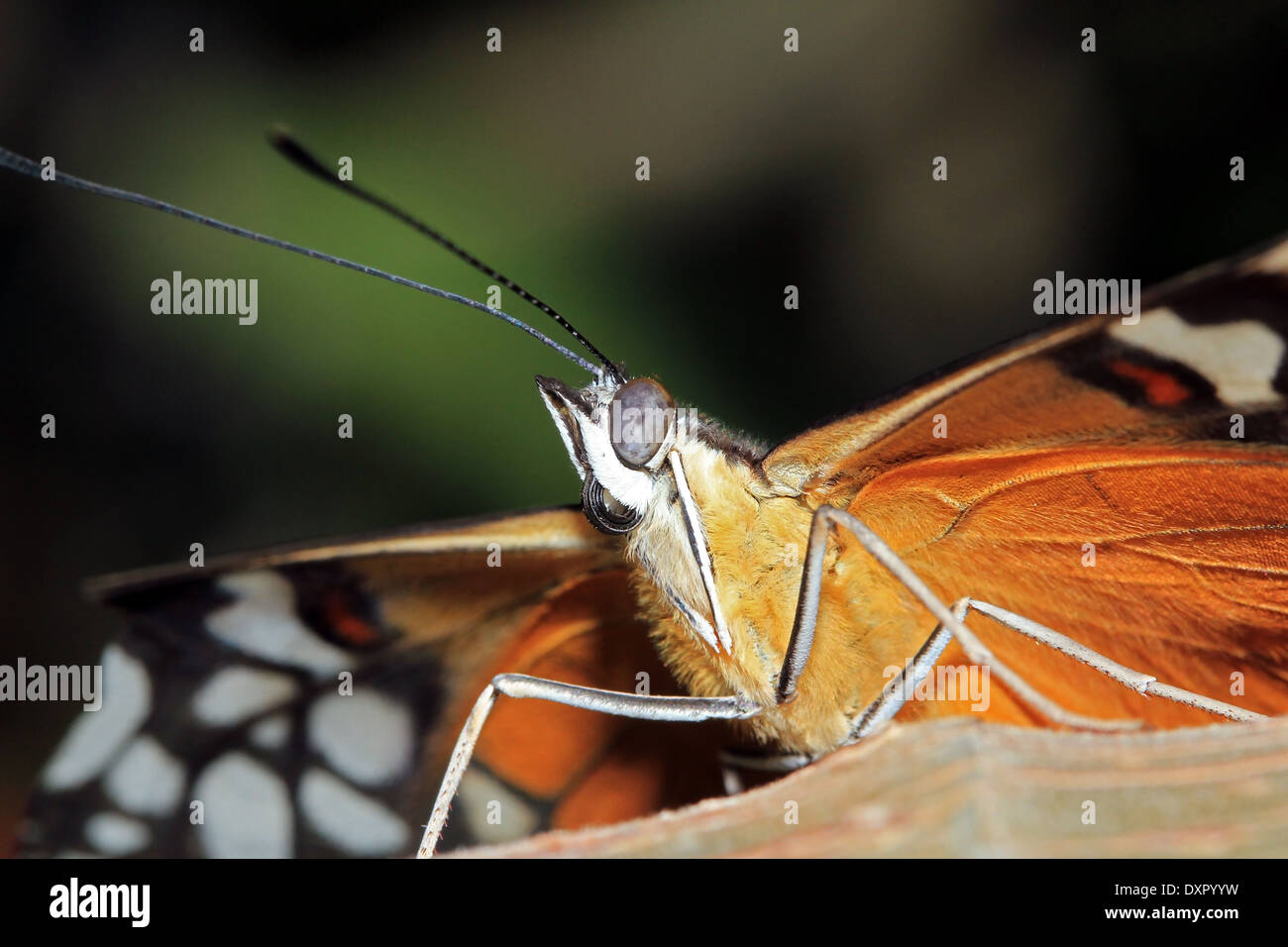 Close-up of a Tiger Longwing Butterfly (aka Hecale Longwing Longwing, Golden, Golden Heliconian - Heliconius Hecale), Costa Rica Banque D'Images