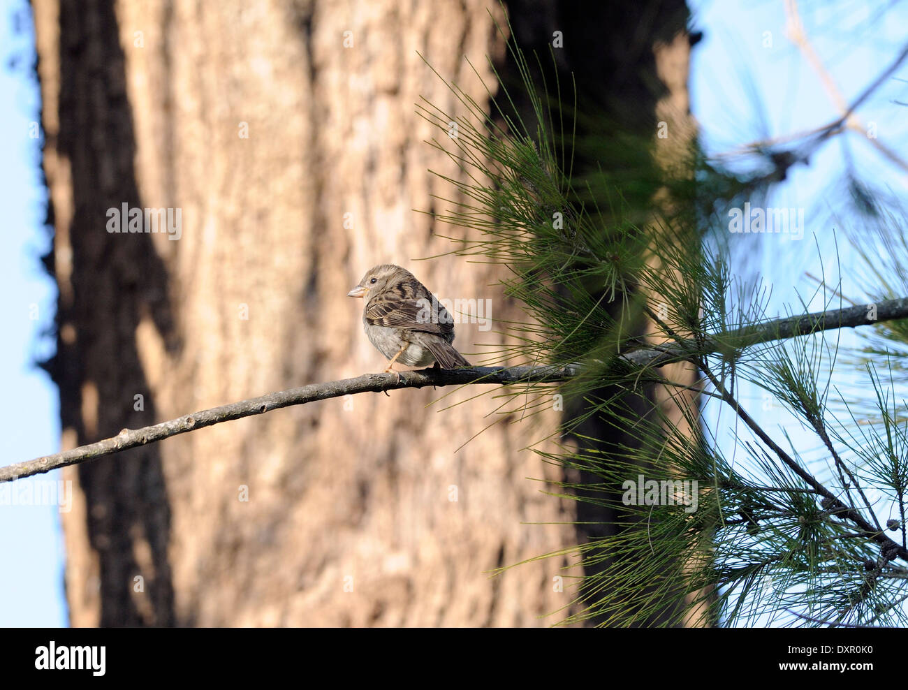 Un Petit Oiseau Brun Avec Une Poitrine Rose Est Perché Sur