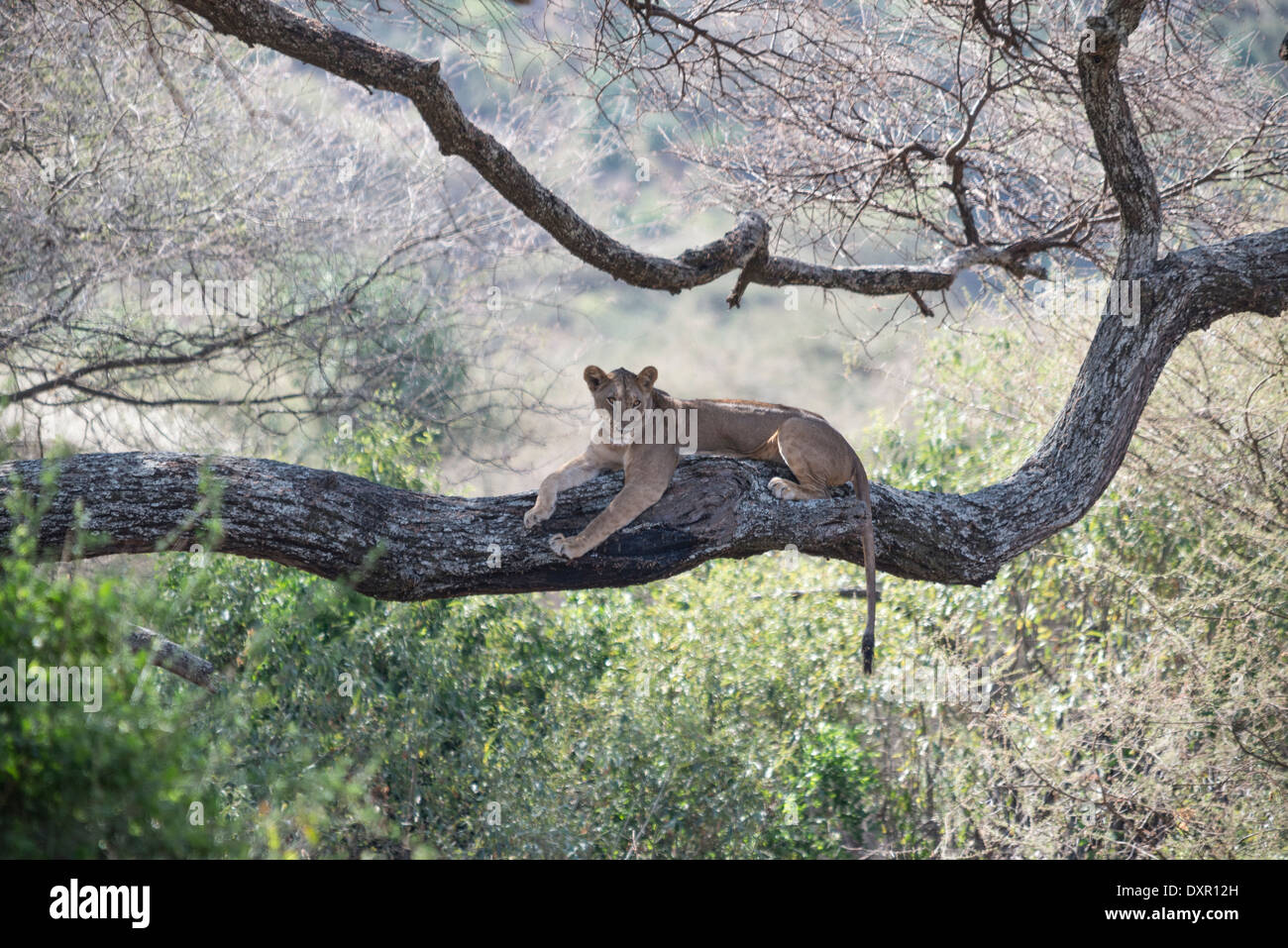 Une lionne repose sur une grosse branche d'un arbre dans le parc national du lac Manyara, Tanzanie Banque D'Images