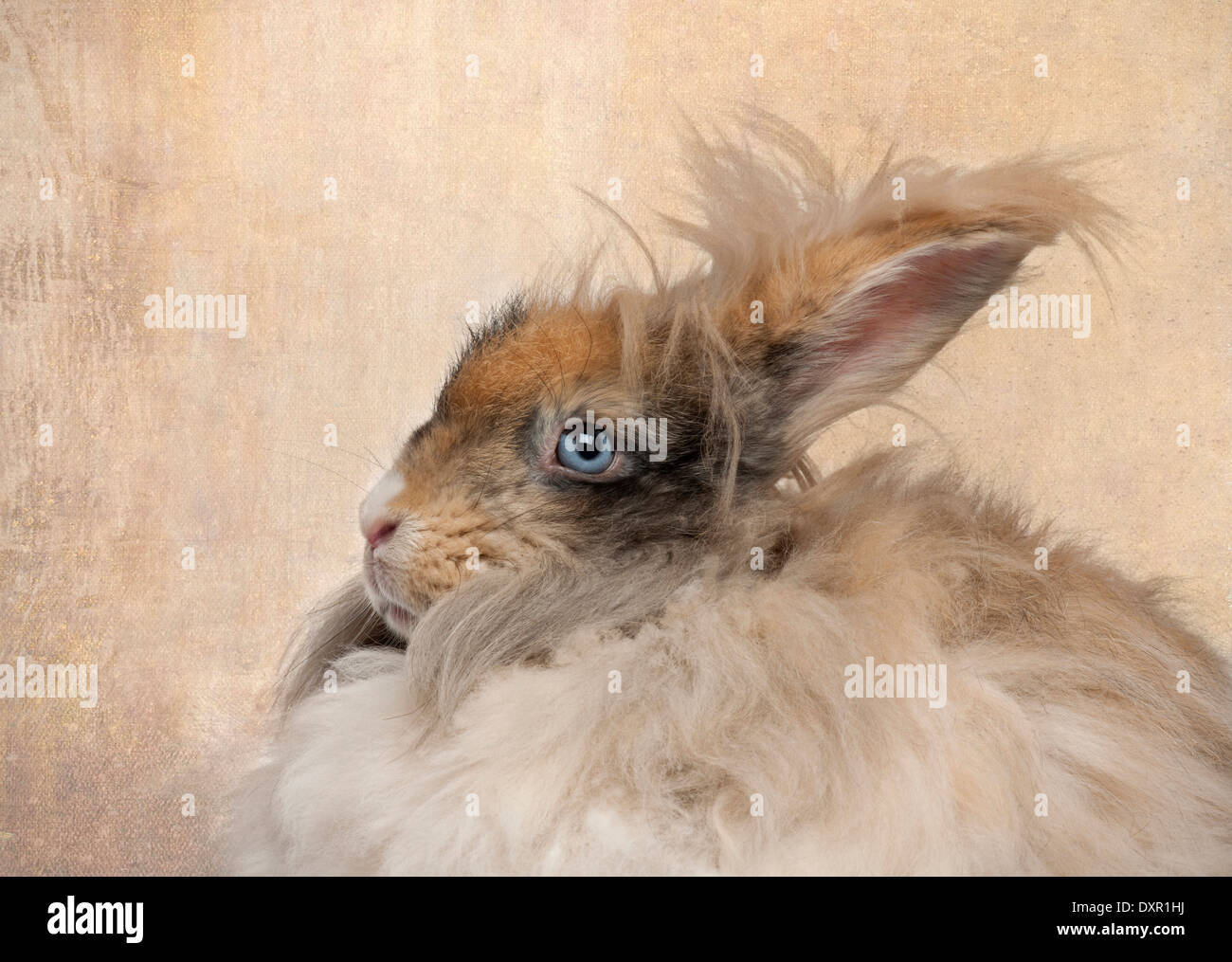 Close-up de l'anglais en face de lapin angora beige background Banque D'Images