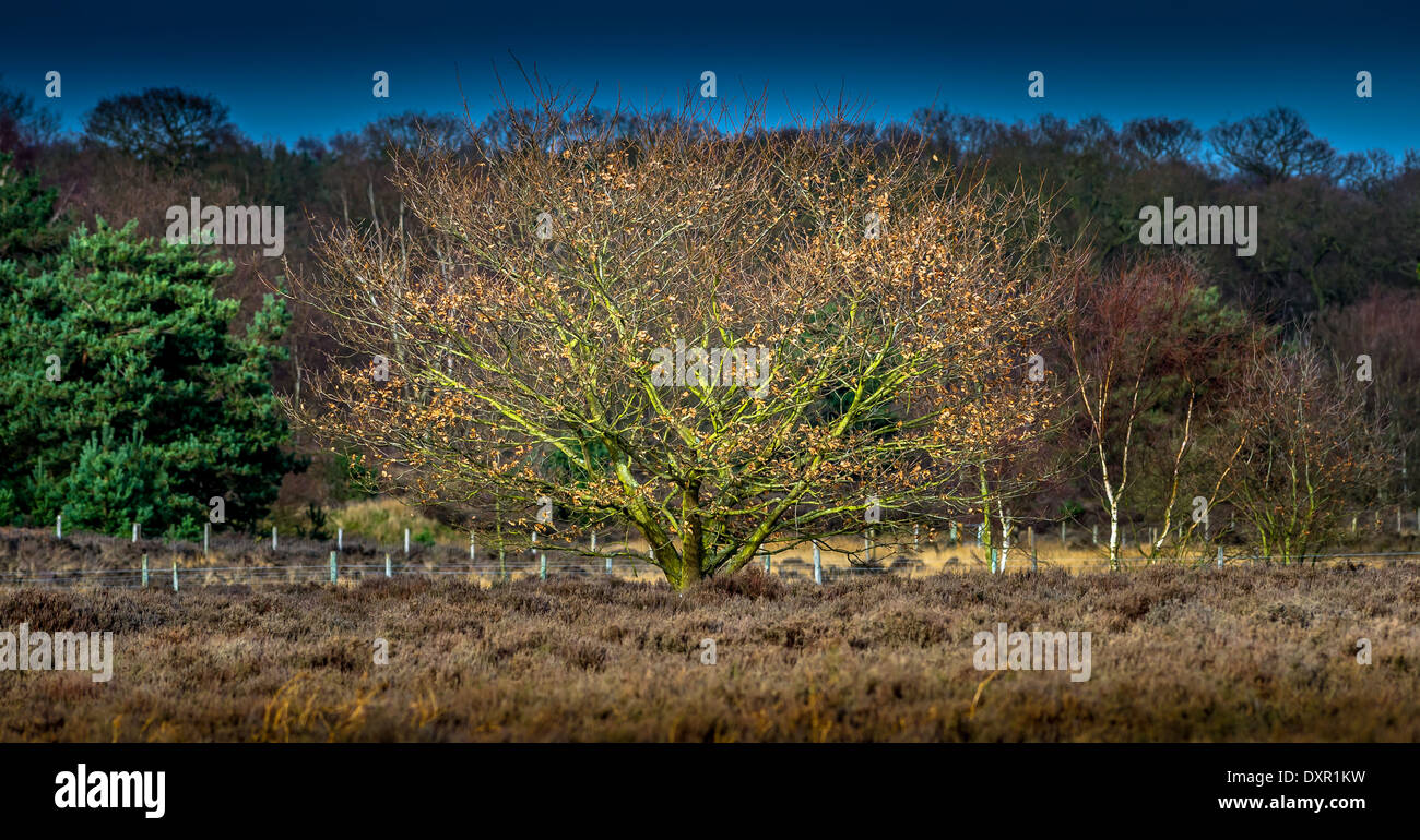 Petit arbre chêne anglais par lui-même dans la lande au début du printemps. Banque D'Images