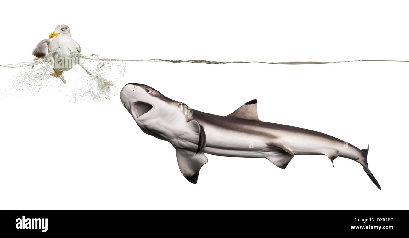 La chasse aux requins requin un Goéland argenté européen contre fond blanc Banque D'Images