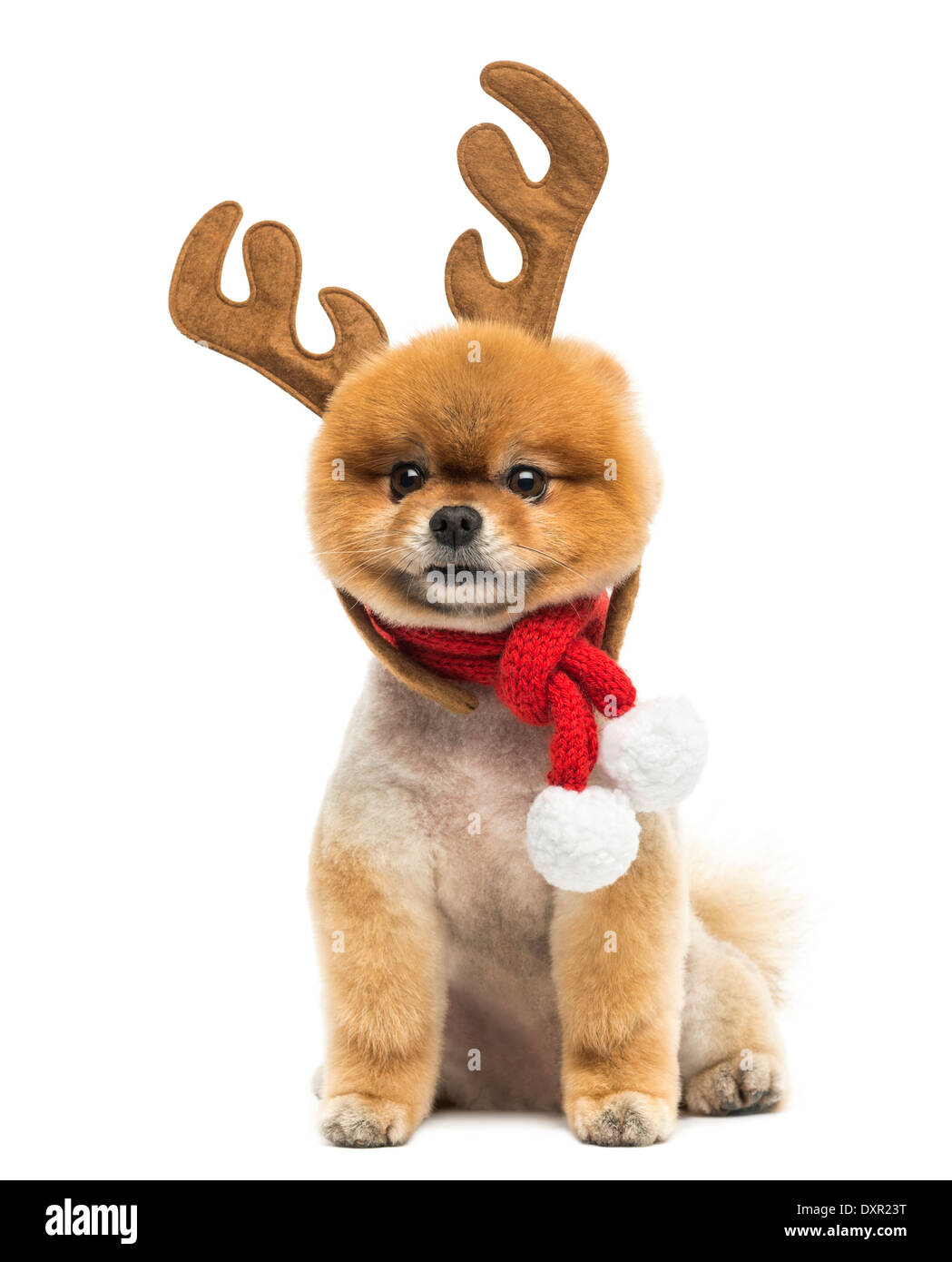 Toiletté chien Pomeranian 18-23assis et bandeau et une écharpe de Noël contre fond blanc Banque D'Images