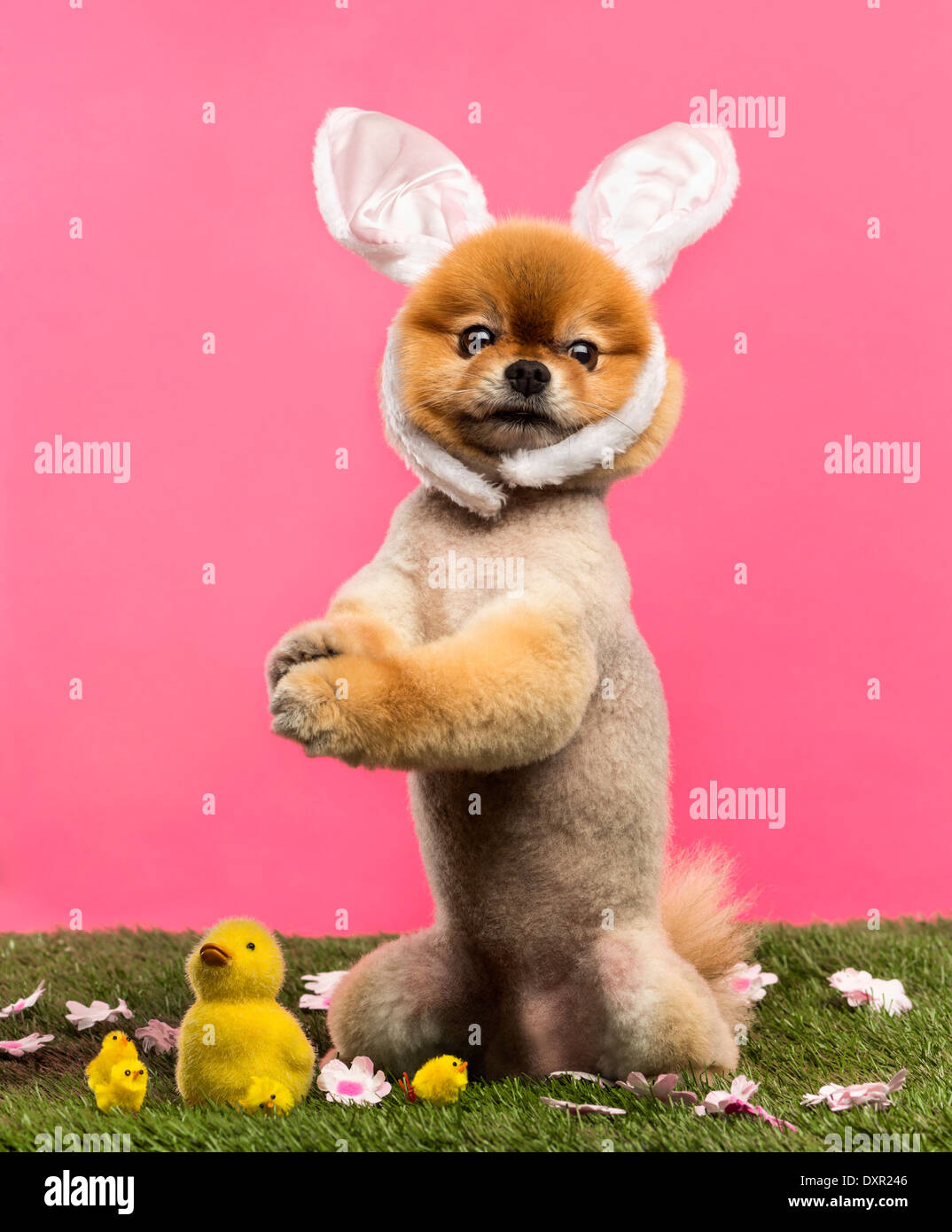 Toiletté chien Pomeranian debout dans l'herbe sur pattes et portant un serre-tête oreilles de lapin devant un fond rose Banque D'Images