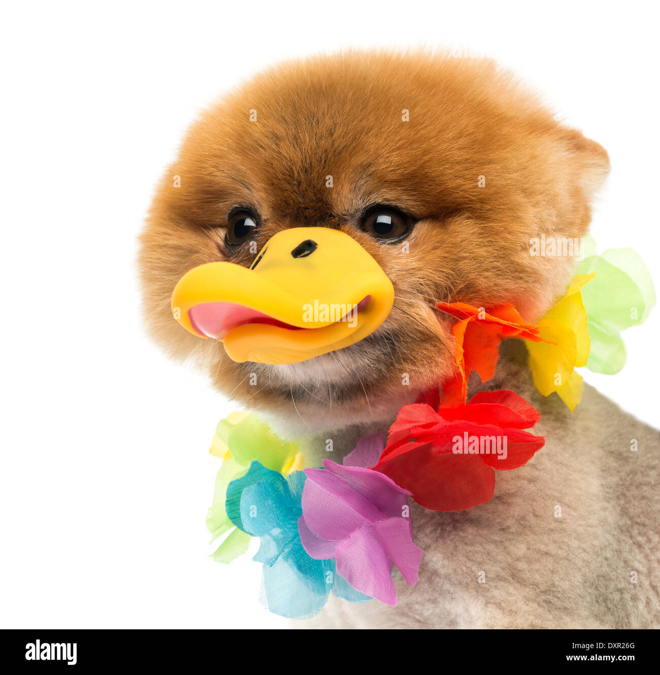Close-up of a toiletté chien Pomeranian portant un Hawaiian lei et un bec de canard Banque D'Images