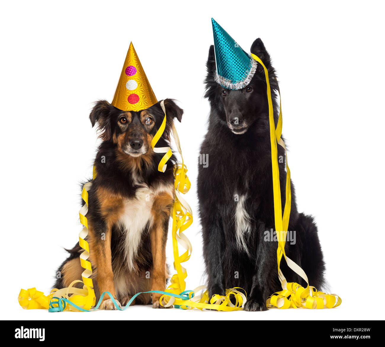 Deux chiens dépressifs wearing a party hat against white background Banque D'Images