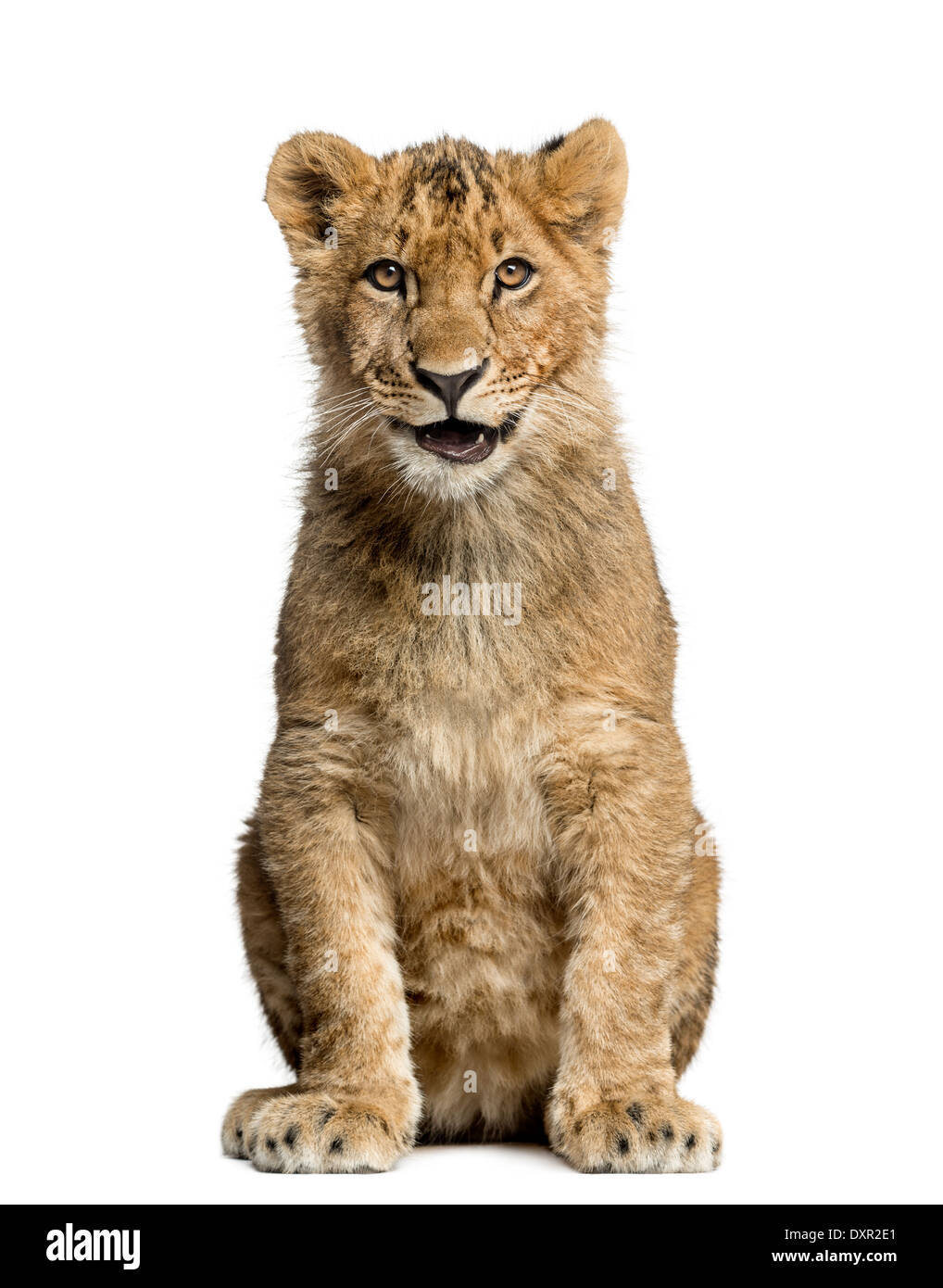 Lion assis, souriant et regardant la caméra contre fond blanc Banque D'Images