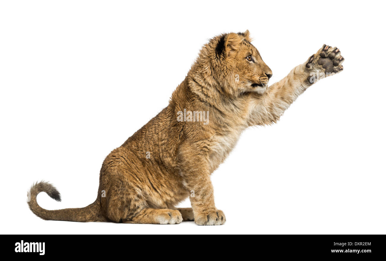 Lion cub assis et de patte à fond blanc Banque D'Images