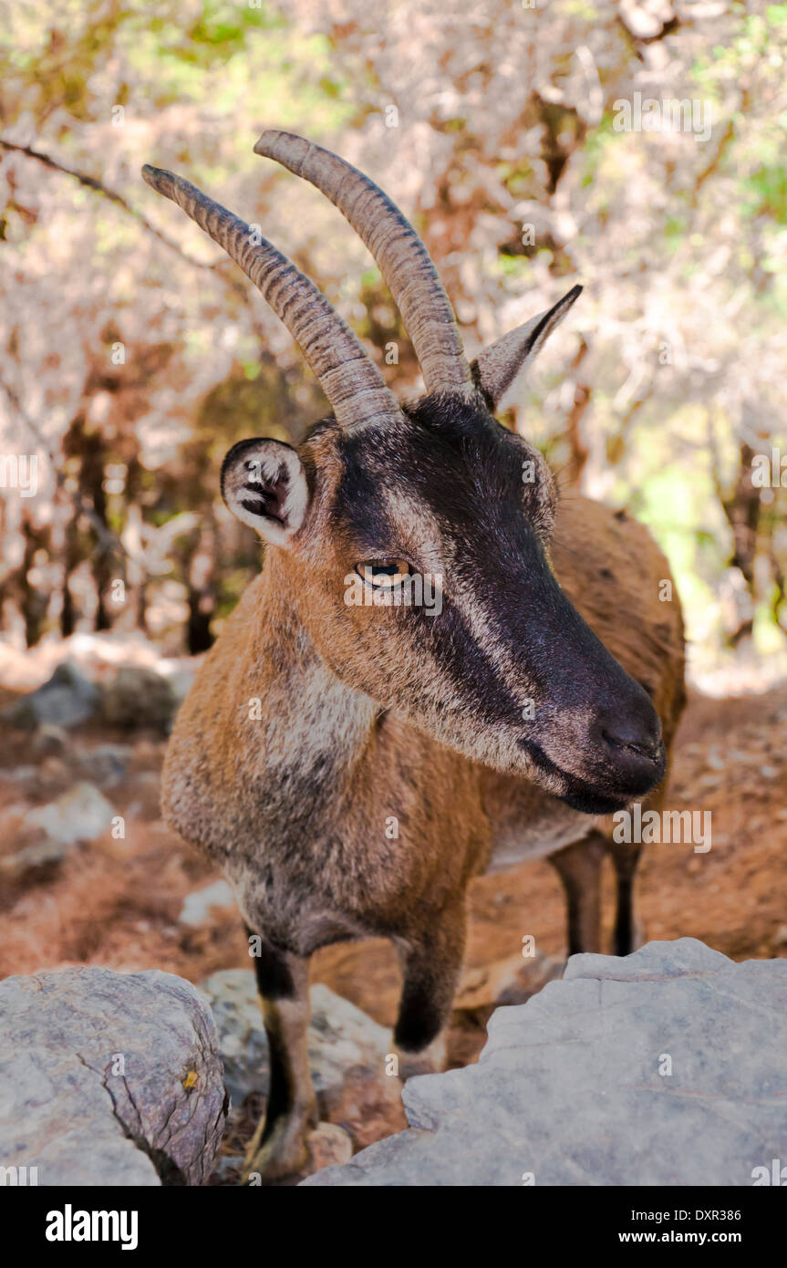 Kri-kri sauvage chèvre dans les gorges de Samaria, Crète, Grèce. Banque D'Images