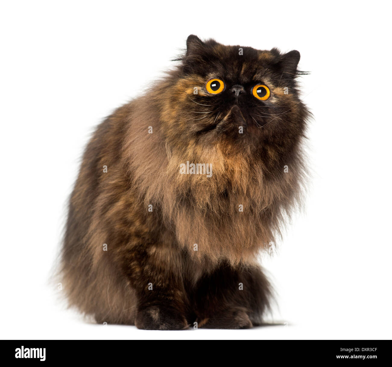 Chat Assis Banque D Images Detourees Alamy