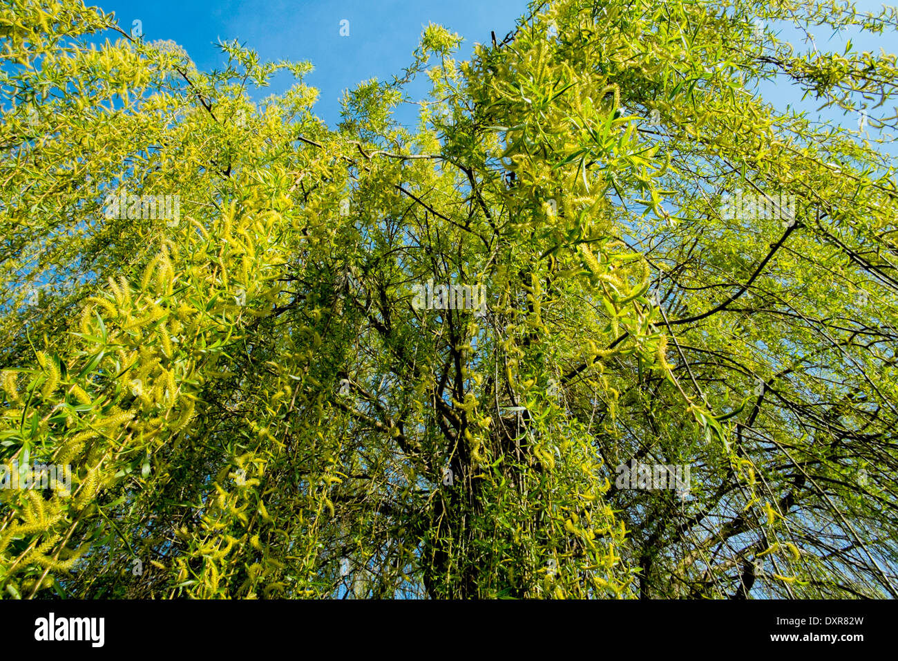 Plus de branches d'un saule pleureur (Salix babylonica) Banque D'Images