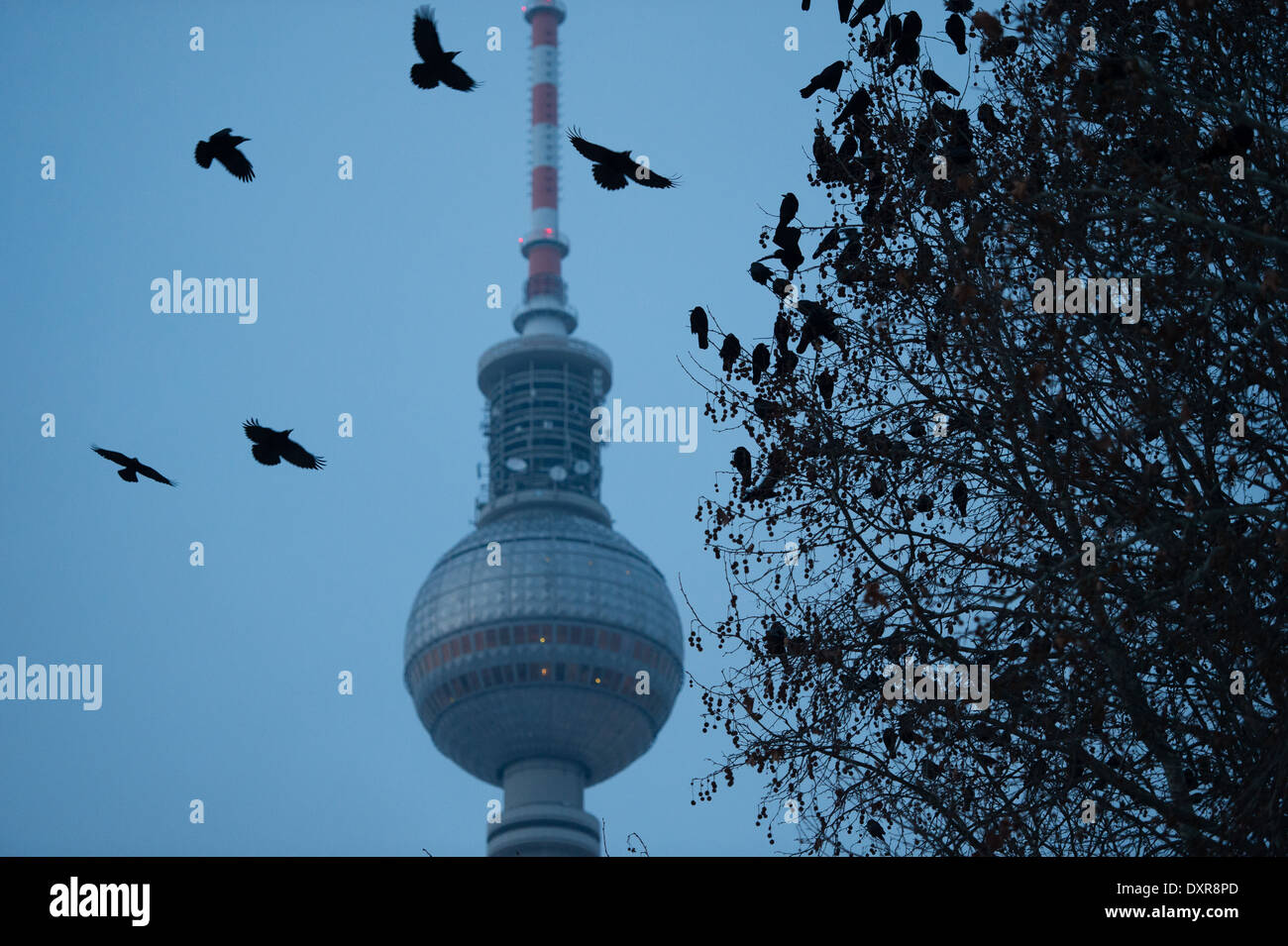 Berlin, Allemagne, Nebelkraehen dans le ciel en face de la tour de télévision de Berlin Banque D'Images