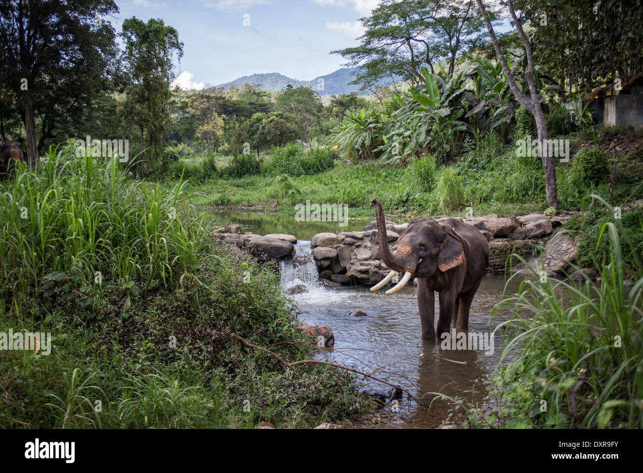 Une happy elephant prendre un bain dans un petit ruisseau à Chiang Mai, Thaïlande Banque D'Images