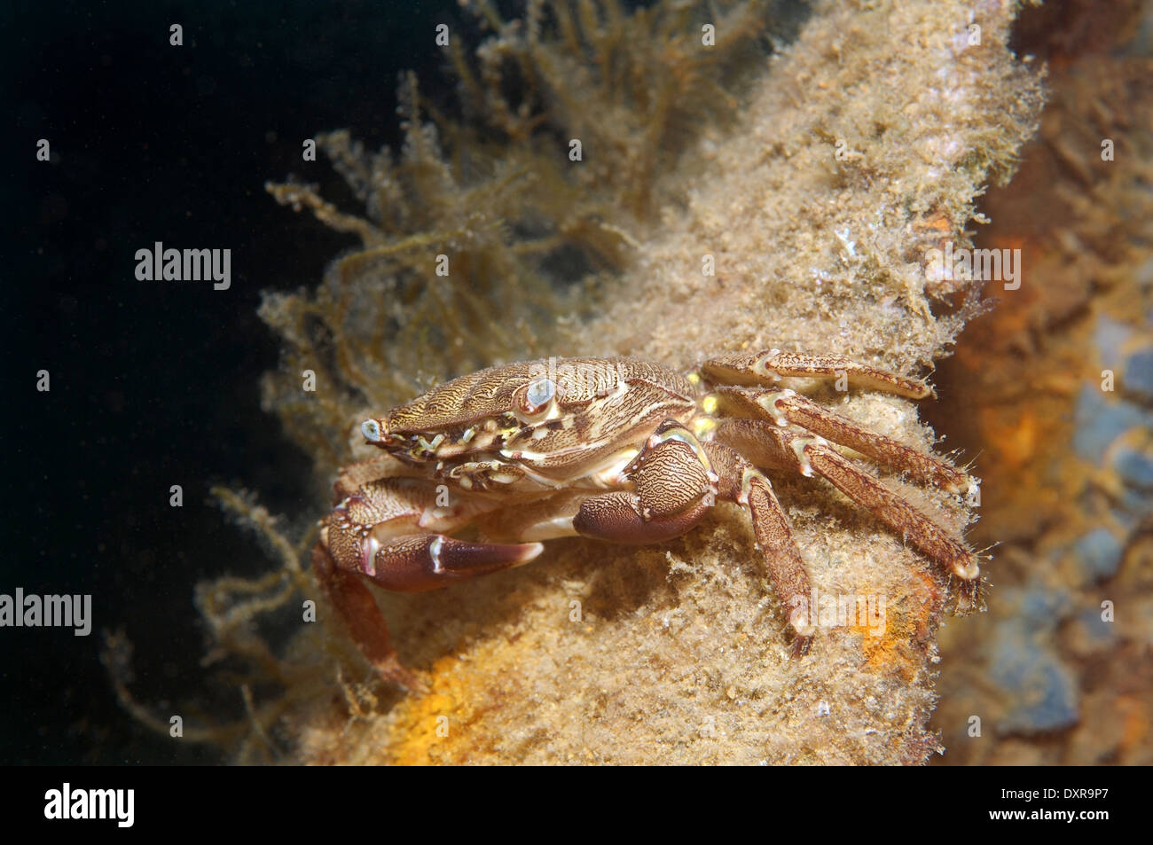 Crabe marbré ou crabe marbré (Pachygrapsus marmoratus) Mer Noire, la Crimée, la Russie Banque D'Images