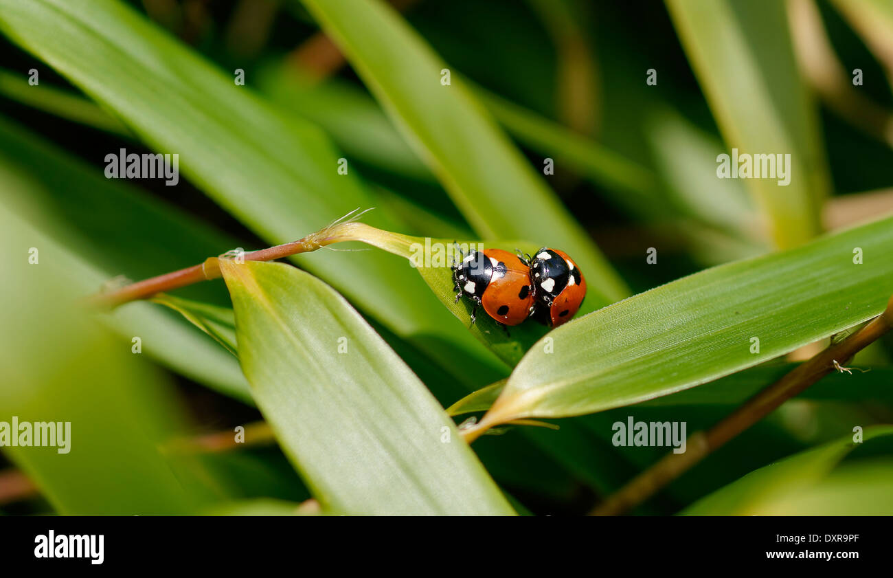 Les coccinelles (les coccinelles) sur des feuilles de bambou, face à l'avant ; le format paysage. Banque D'Images