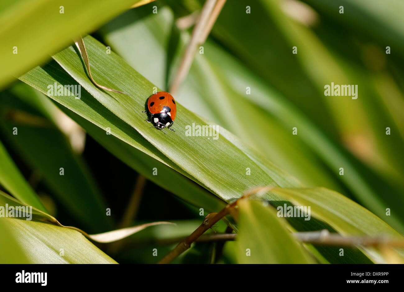 Ladybird ladybug (unique) sur des feuilles de bambou, orientée vers le bas ; le format paysage. Banque D'Images