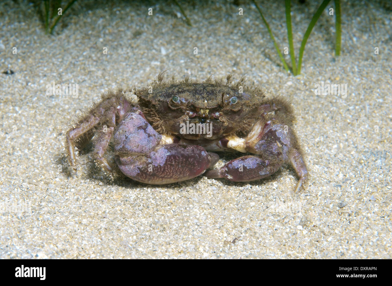 Crabe crabe poilu ou verticillée (Pilumnus hirtellus) Mer Noire, la Crimée, la Russie Banque D'Images